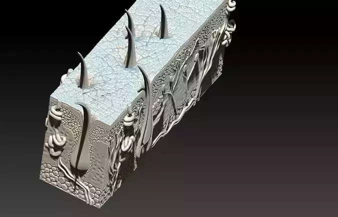 Human Skin Model 3D print model