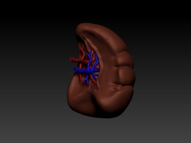 Spleen human liver 3D print model