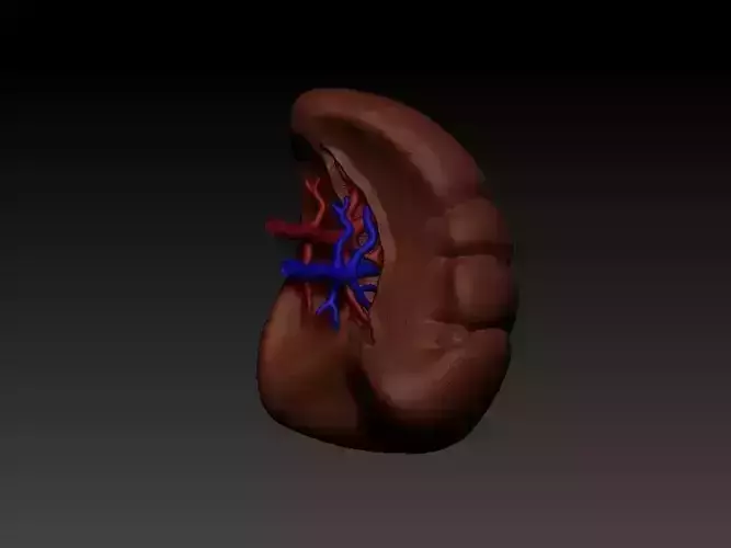 Spleen human liver 3D print model