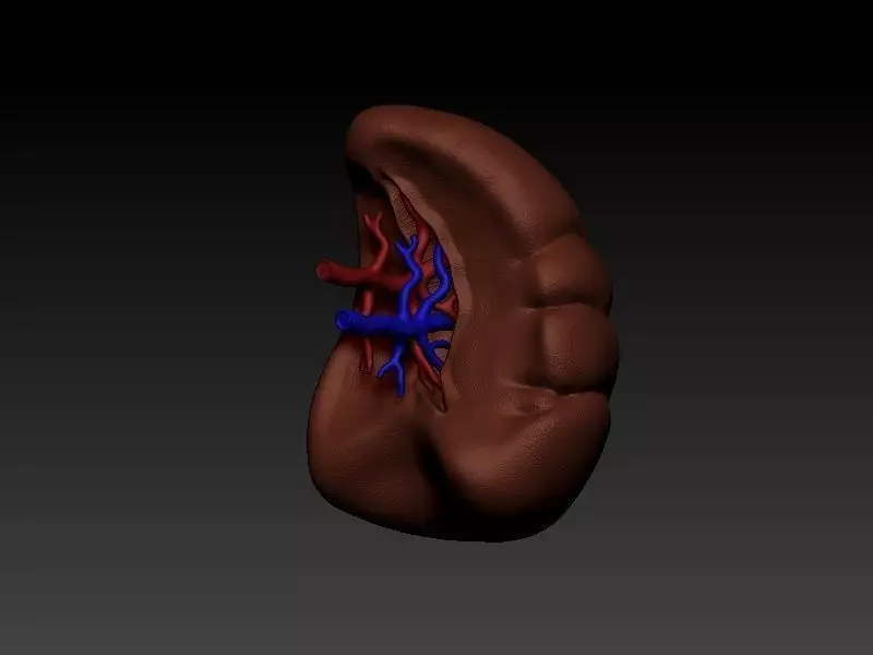 Spleen human liver 3D print model_0