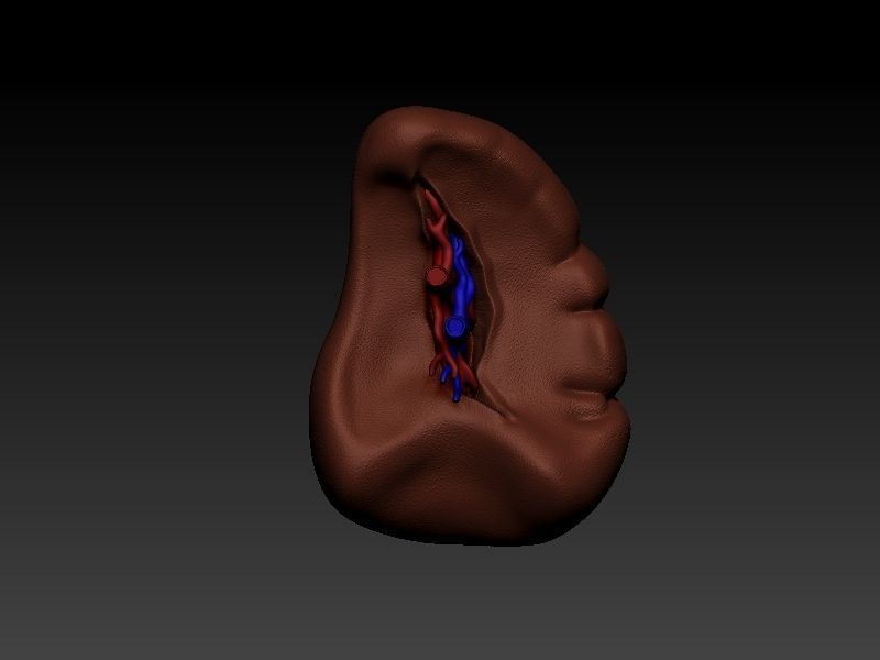 Spleen human liver 3D print model_1