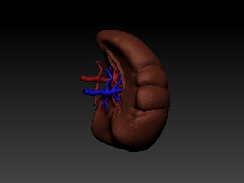 Spleen human liver 3D print model_2
