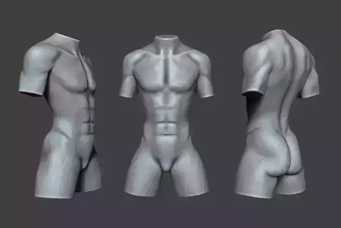 Male Torso 