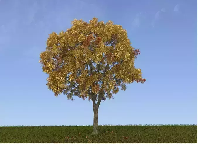 Tree model with no leaves