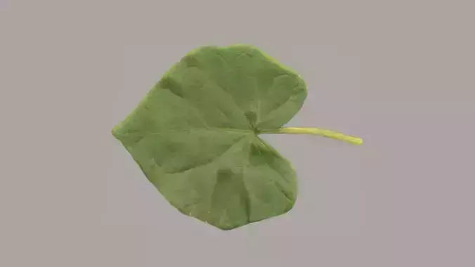 Leaf convolvulus Low-poly 3D model