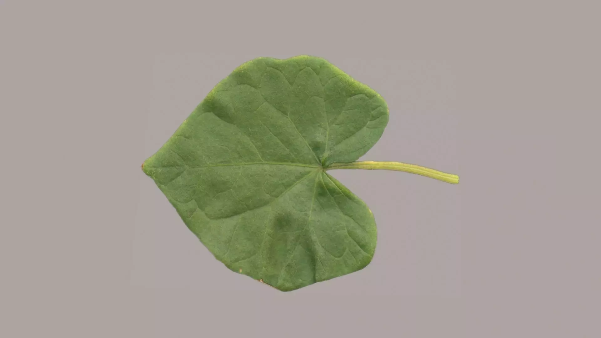 Leaf convolvulus Low-poly 3D model
