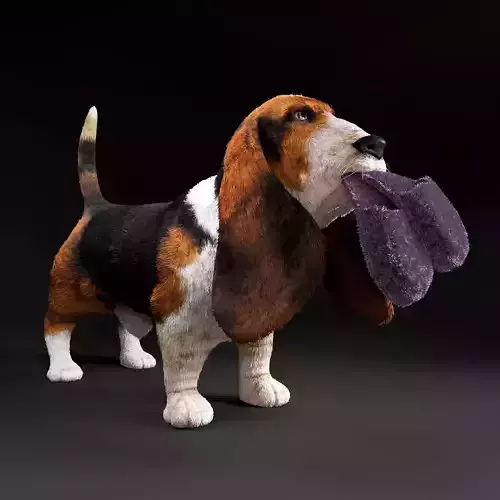 Basset Hound