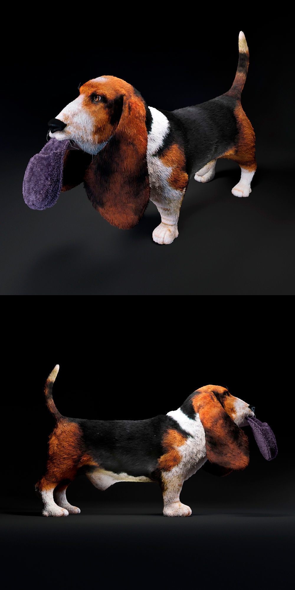 Basset Hound 3D model_1