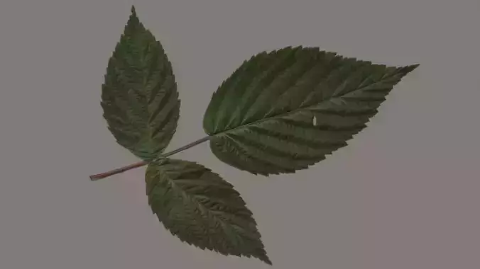 Raspberries leaf Low-poly 3D model