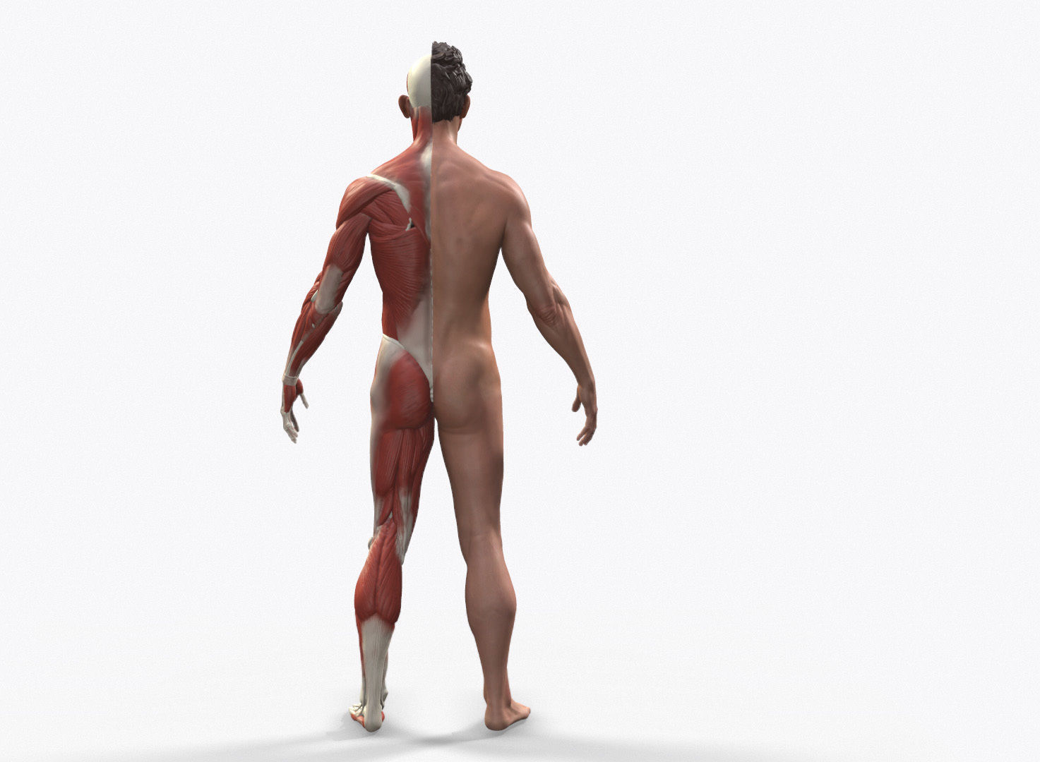 Ecorche Male Anatomical Reference 3D model_5