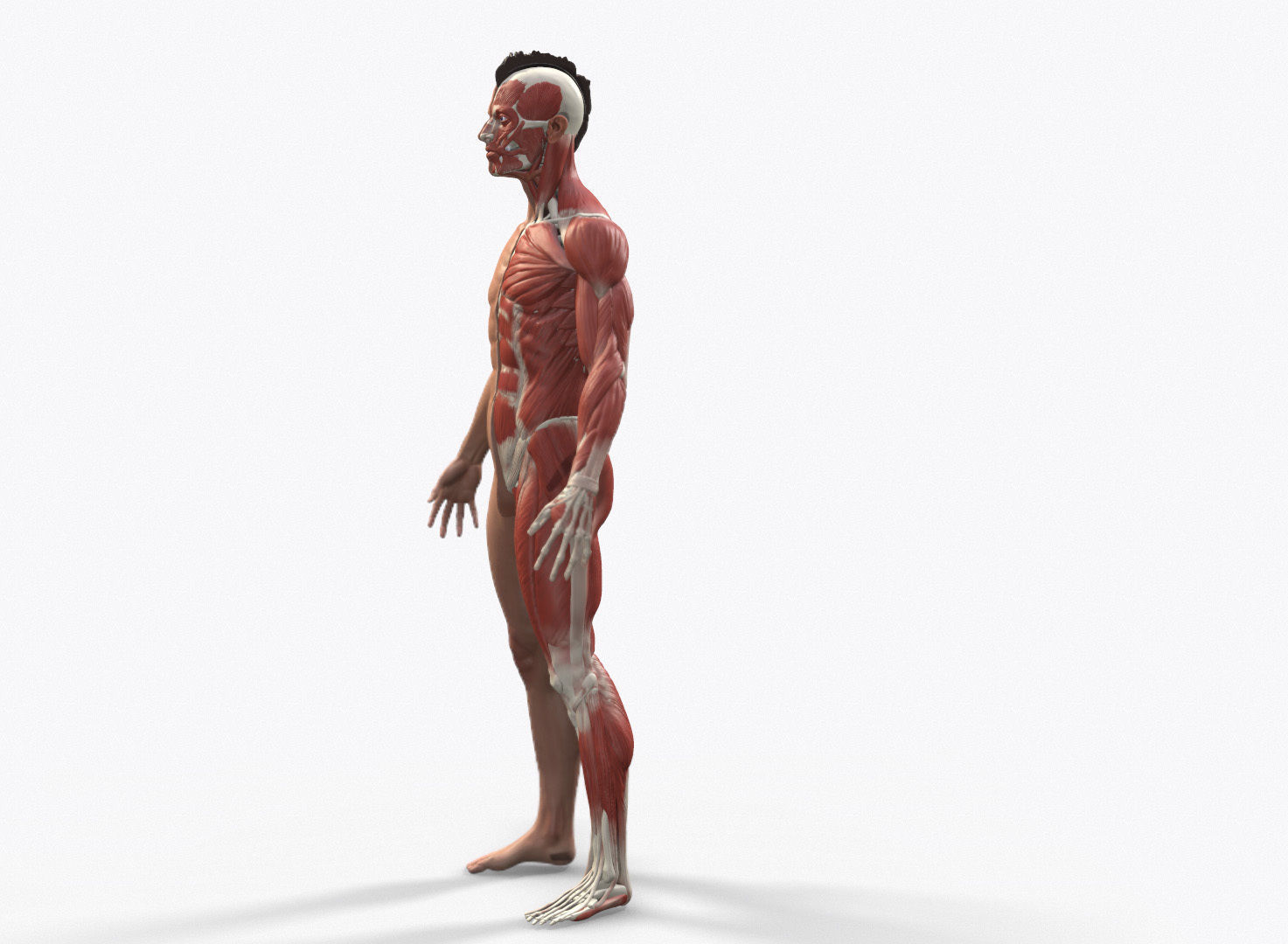 Ecorche Male Anatomical Reference 3D model_6