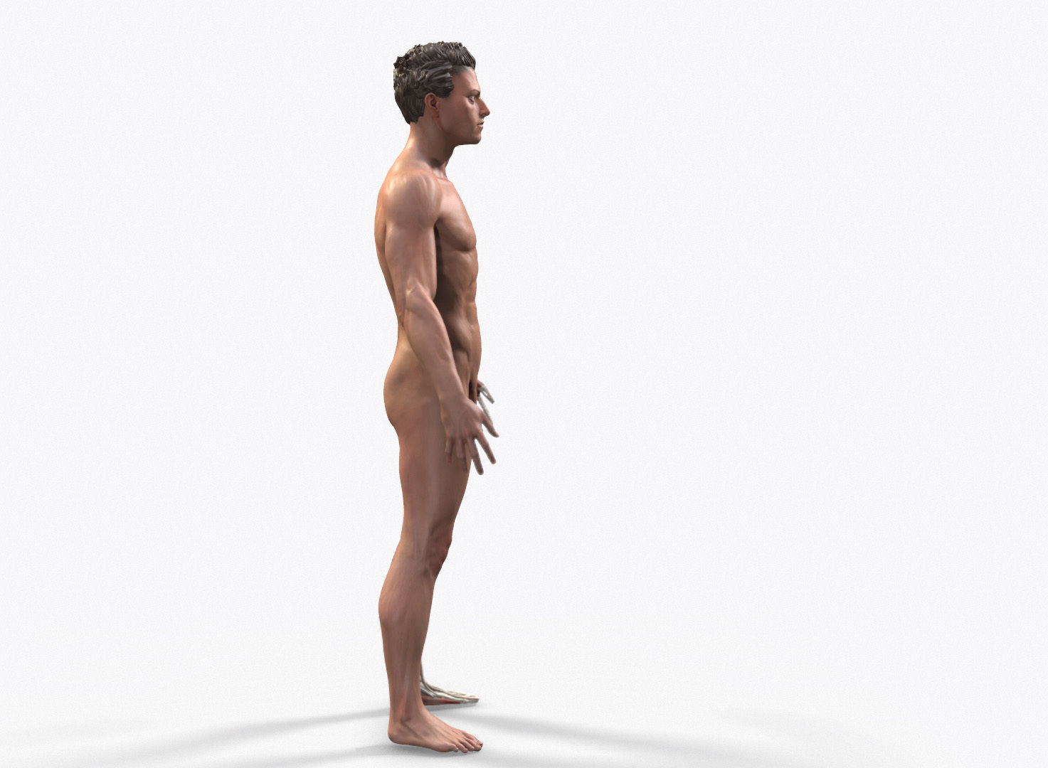 Ecorche Male Anatomical Reference 3D model_7