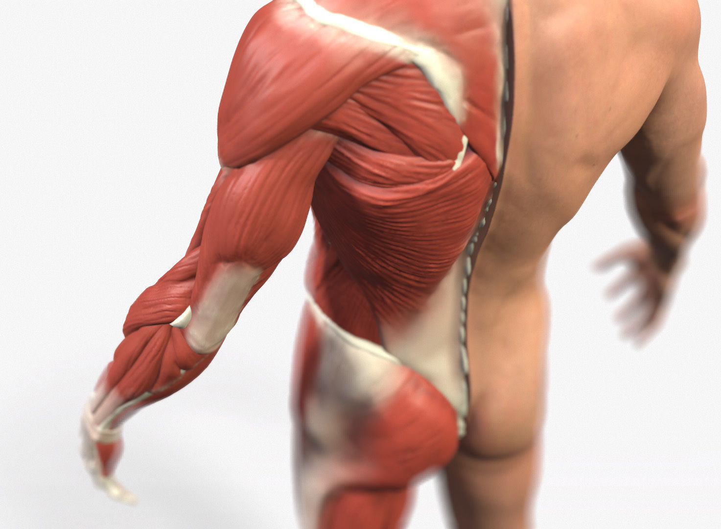 Ecorche Male Anatomical Reference 3D model_10