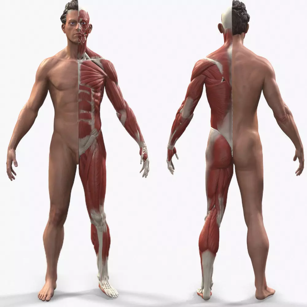 Ecorche Male Anatomical Reference 3D model_0