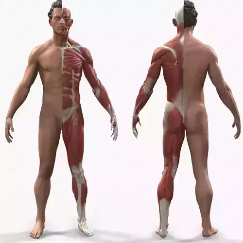 Ecorche Male Anatomical Reference 3D model