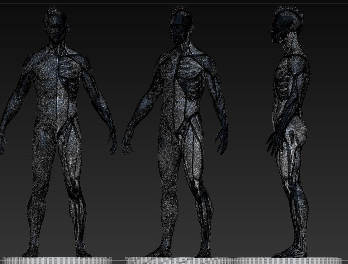 Ecorche Male Anatomical Reference 3D model CGTrader