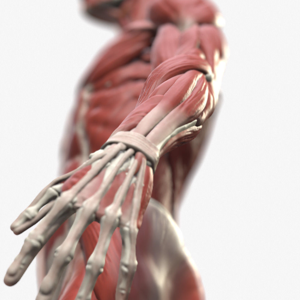 Ecorche Male Anatomical Reference 3D model_3