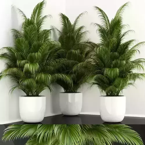 Plants collection 107  3D model