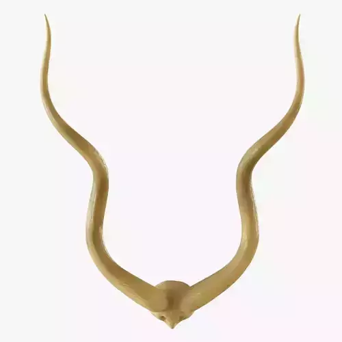Authentic Kudu Horn Pair
