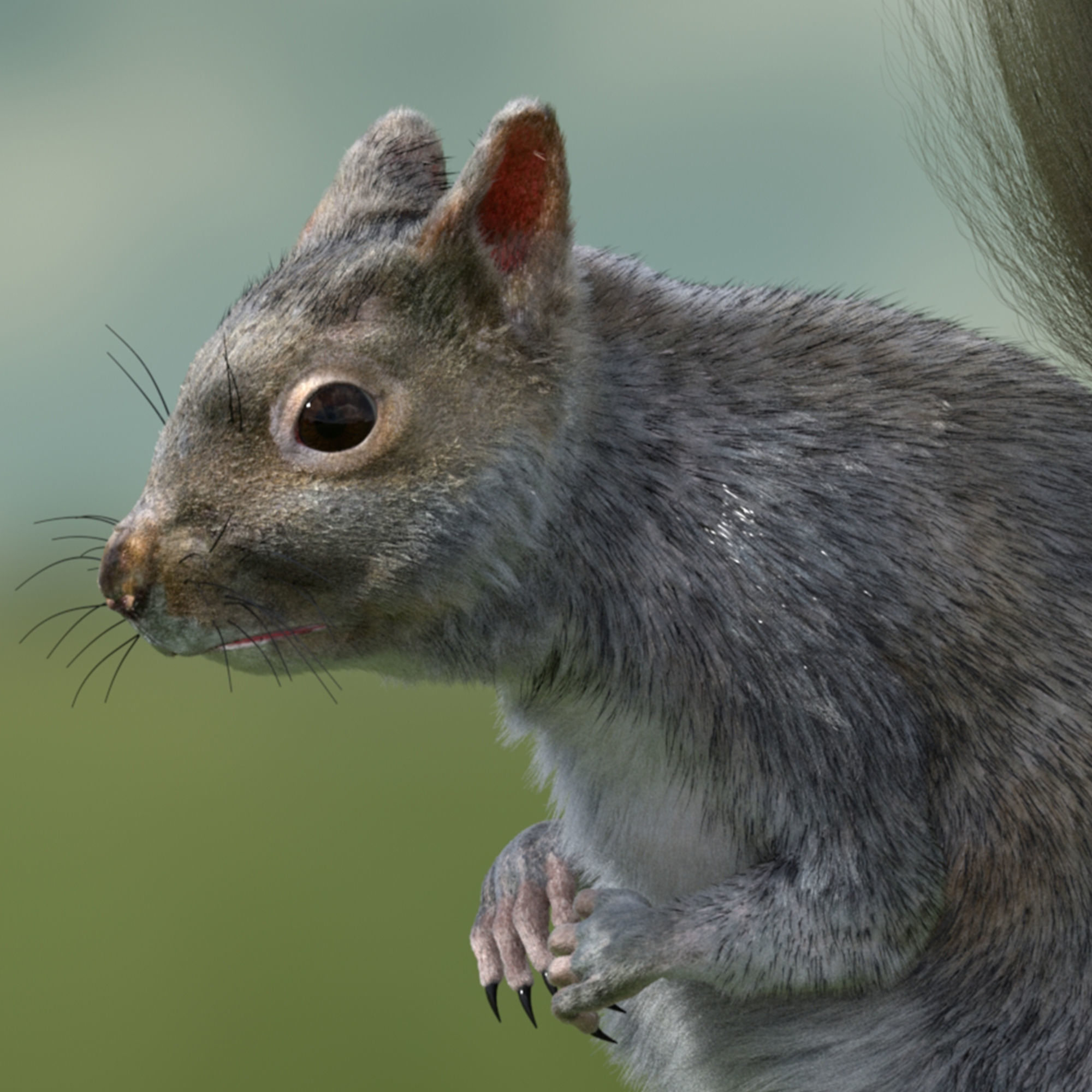 squirrel 3D model_3