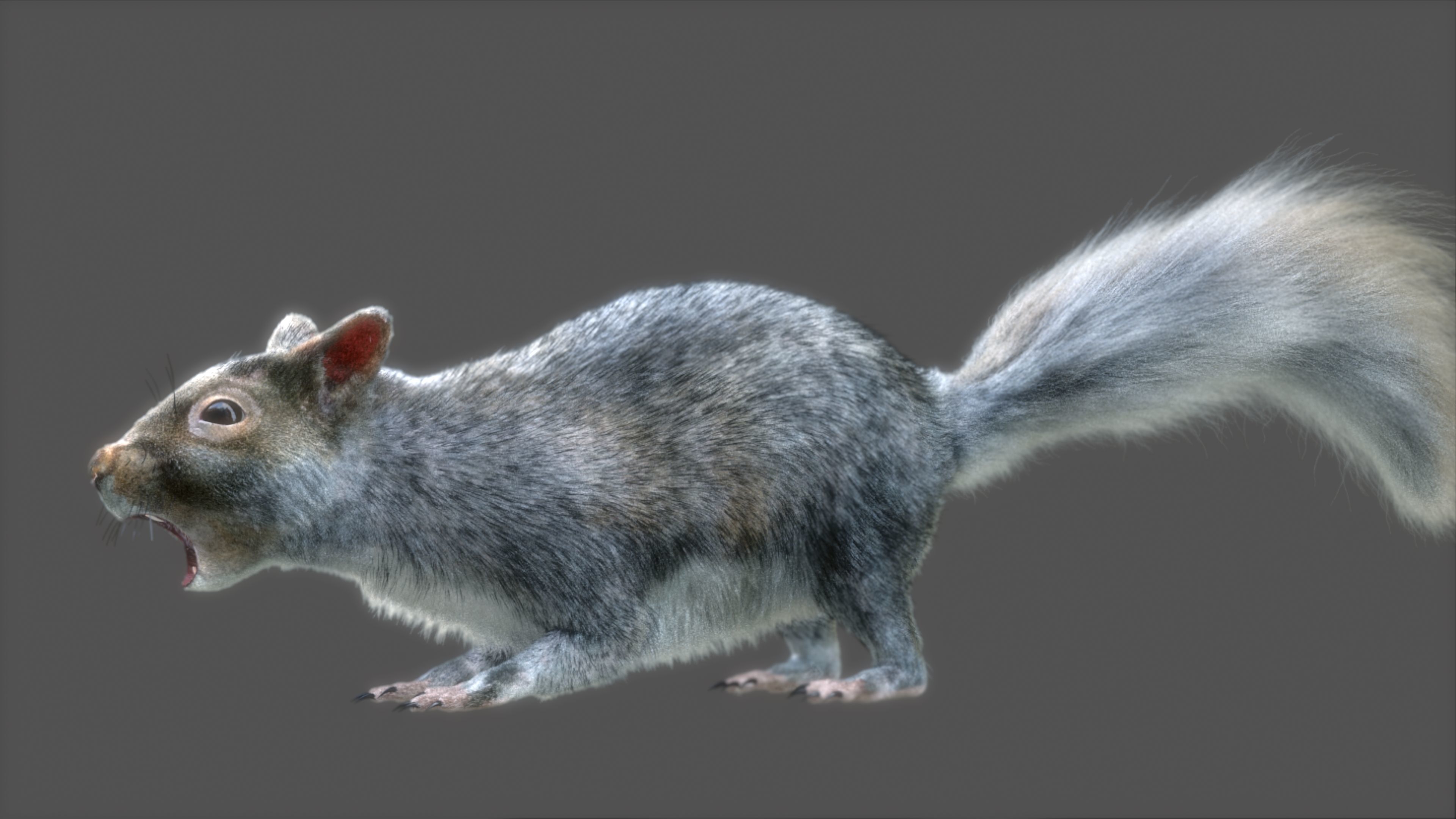 squirrel 3D model_14
