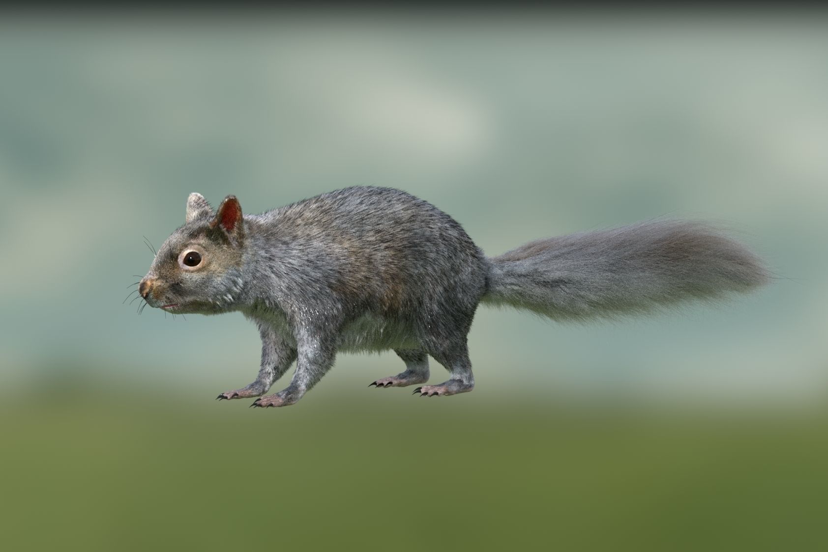 squirrel 3D model_5