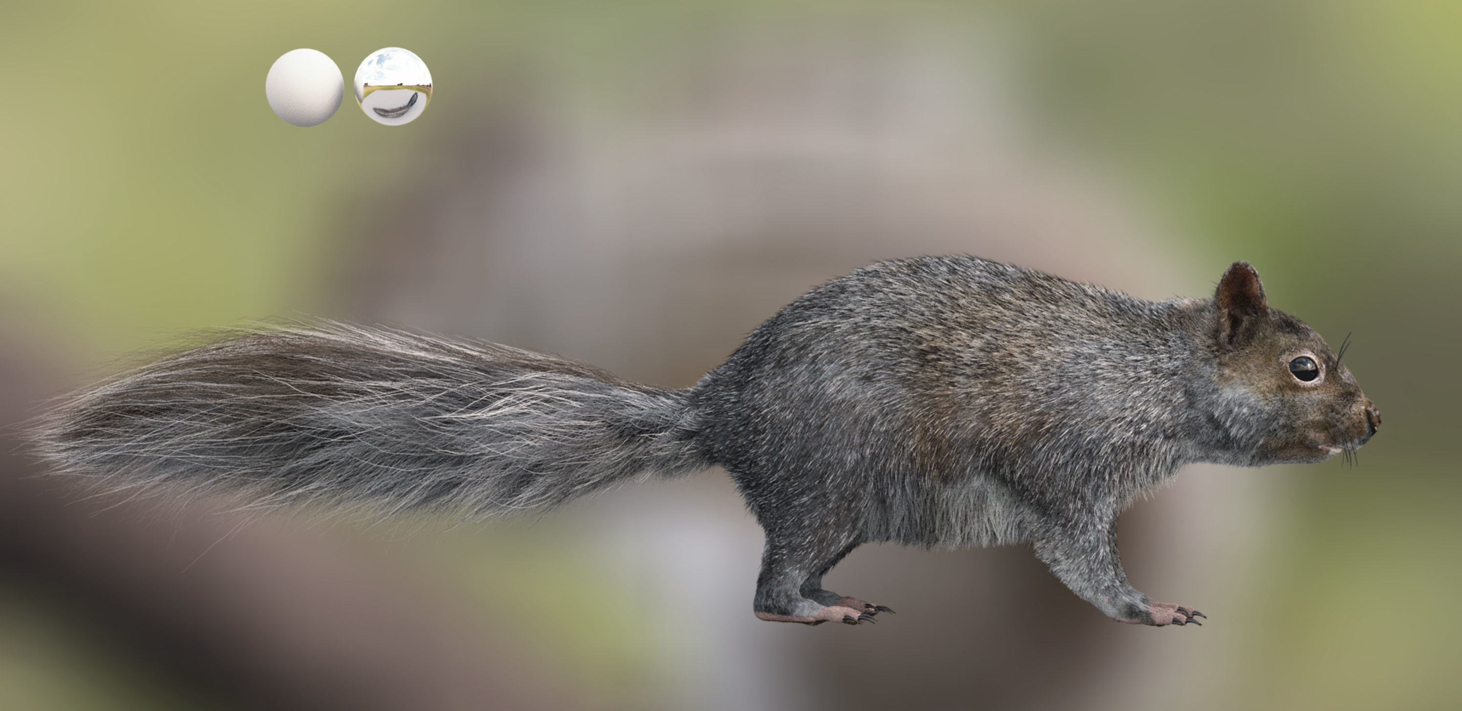 squirrel 3D model_6