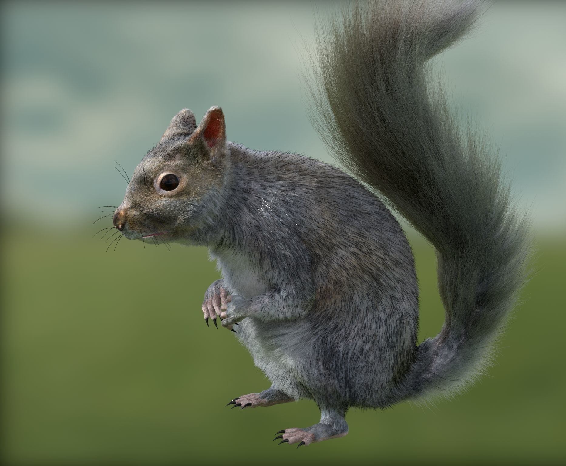 squirrel 3D model_17