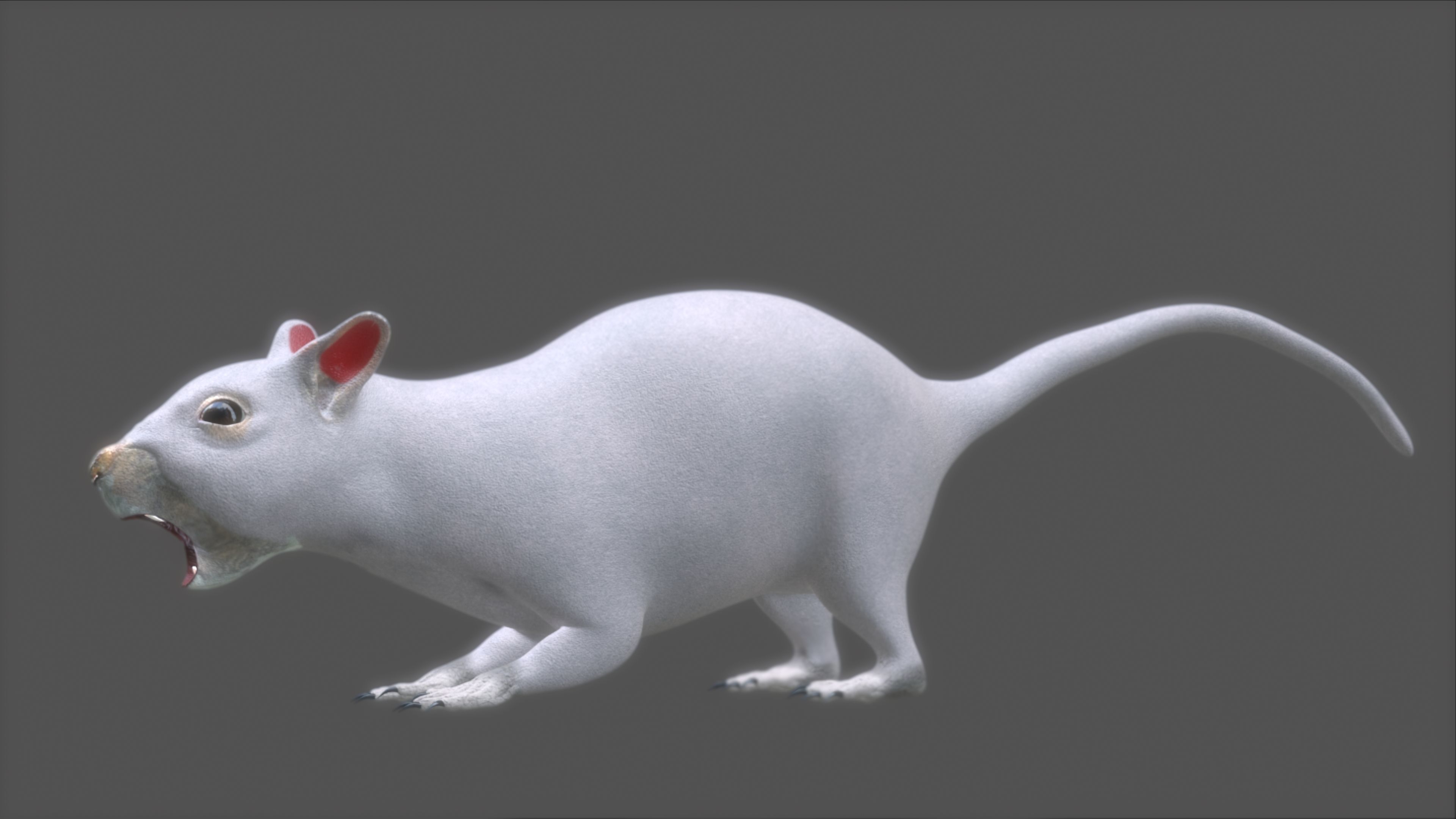 squirrel 3D model_13