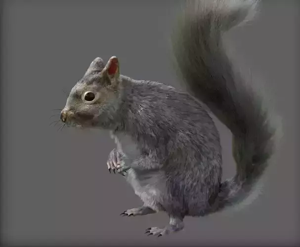 squirrel 3D model