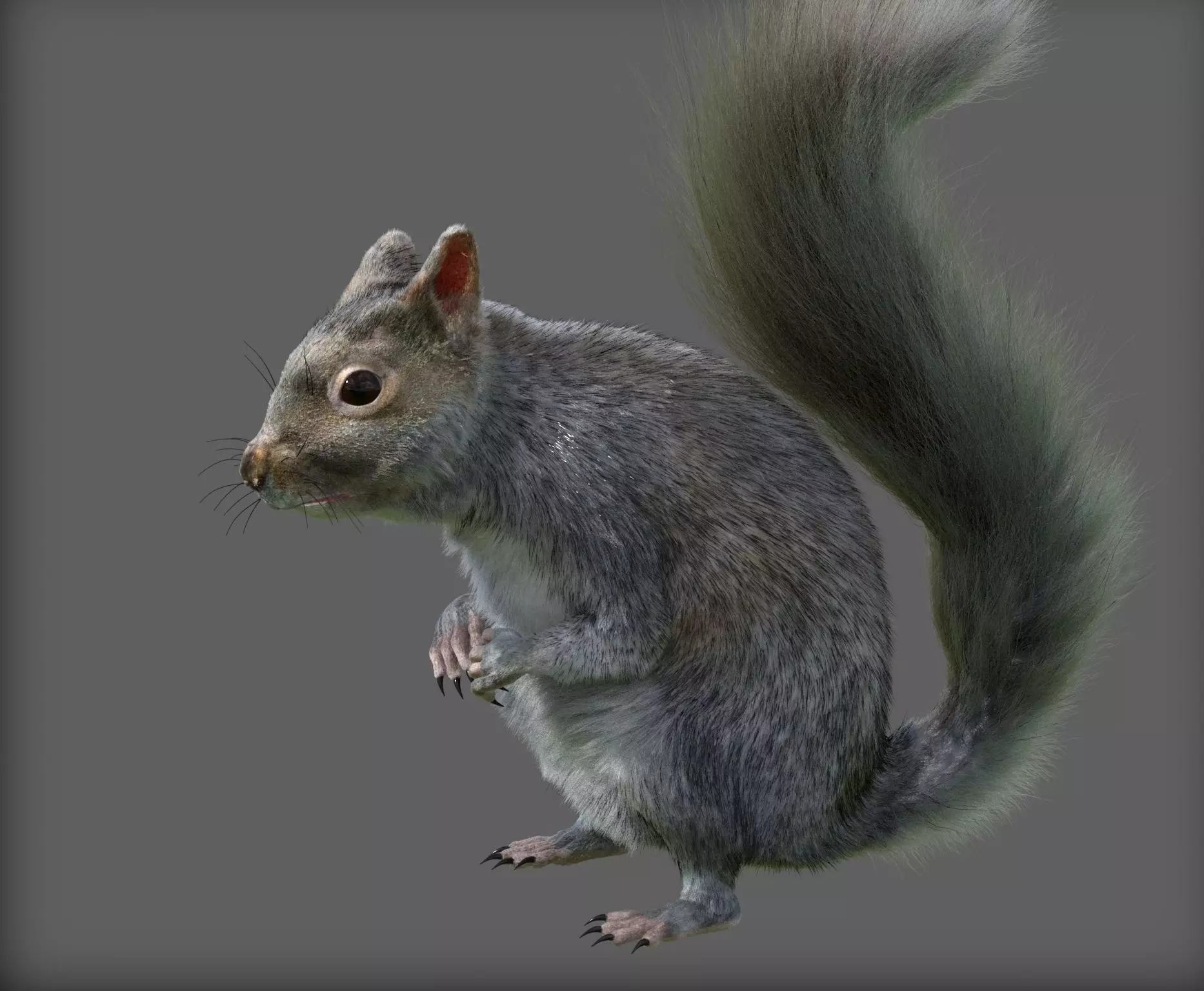 squirrel 3D model_0