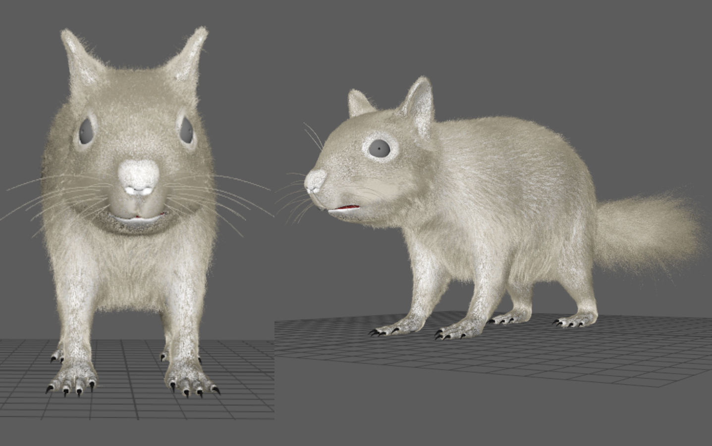 squirrel 3D model_8