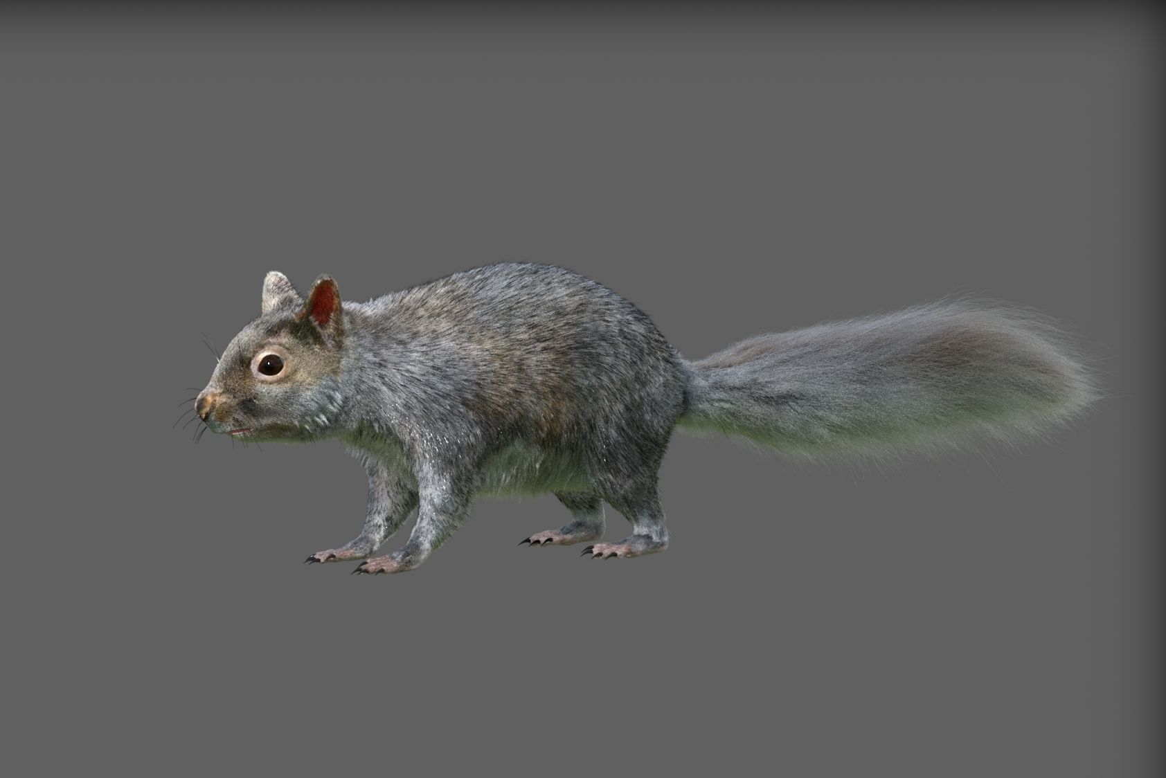 squirrel 3D model_4