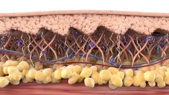 Skin Cross Section Healthy 3D model