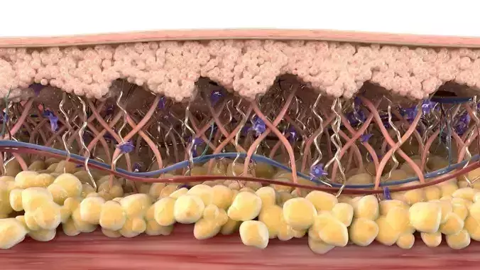 Skin Cross Section Healthy 3D model