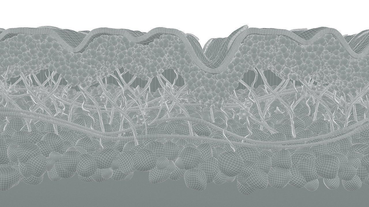 Skin Cross Section Wrinkled 3D model_5