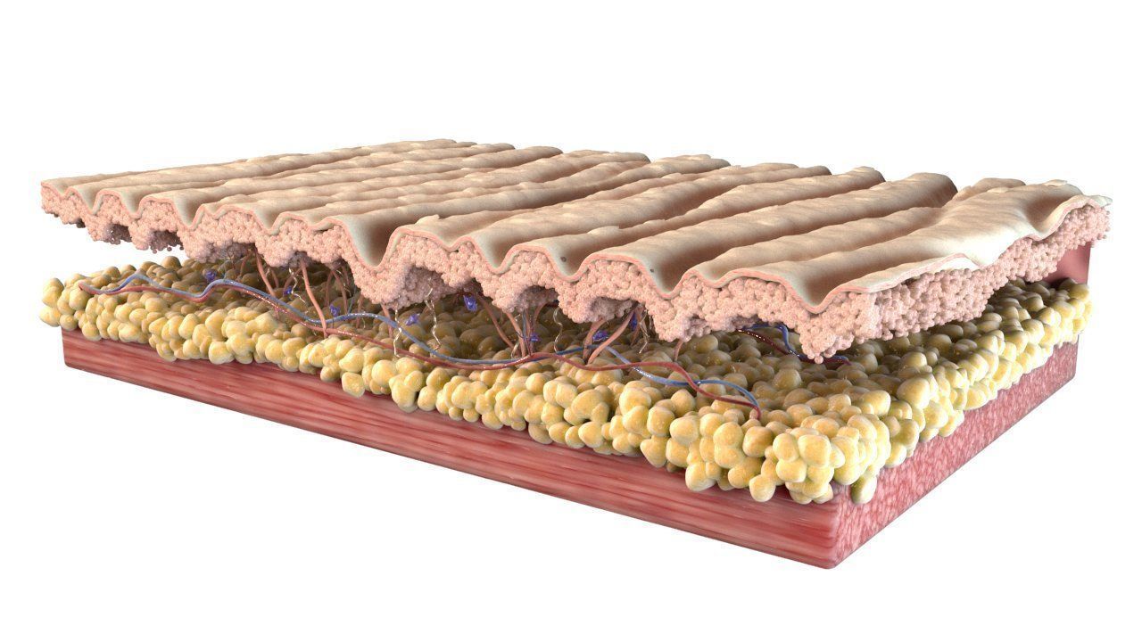 Skin Cross Section Wrinkled 3D model_4