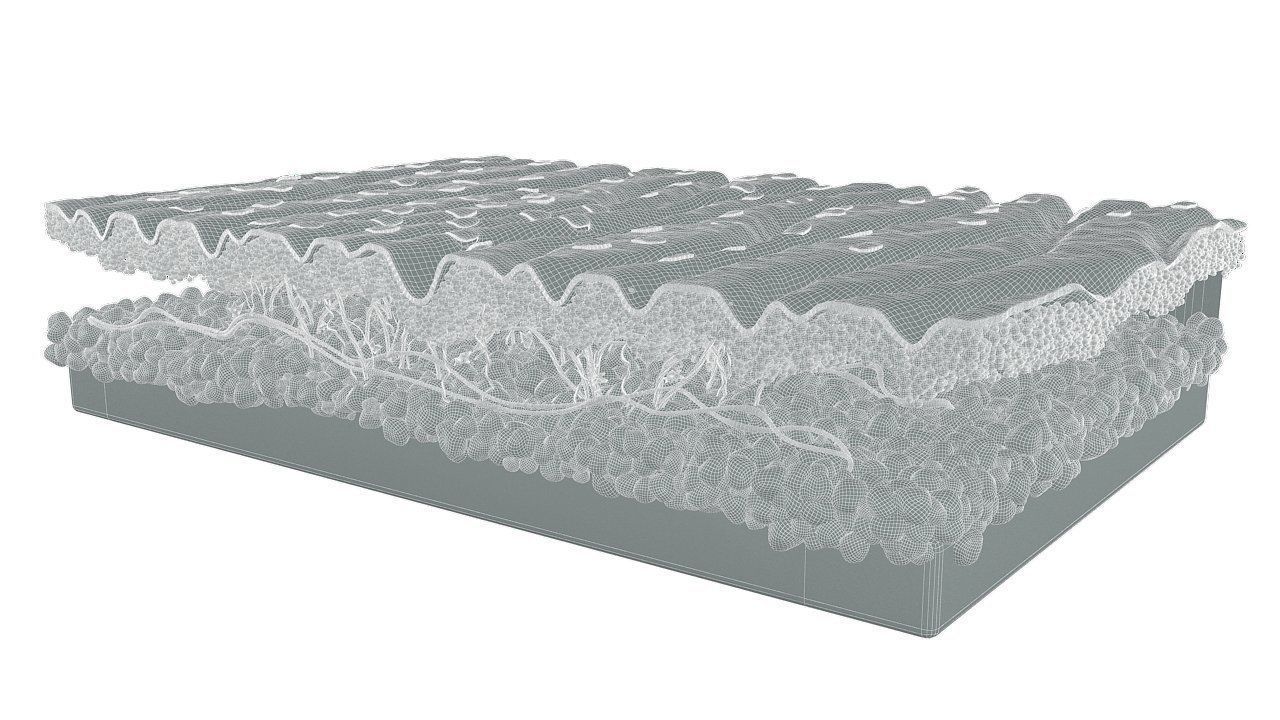 Skin Cross Section Wrinkled 3D model_6