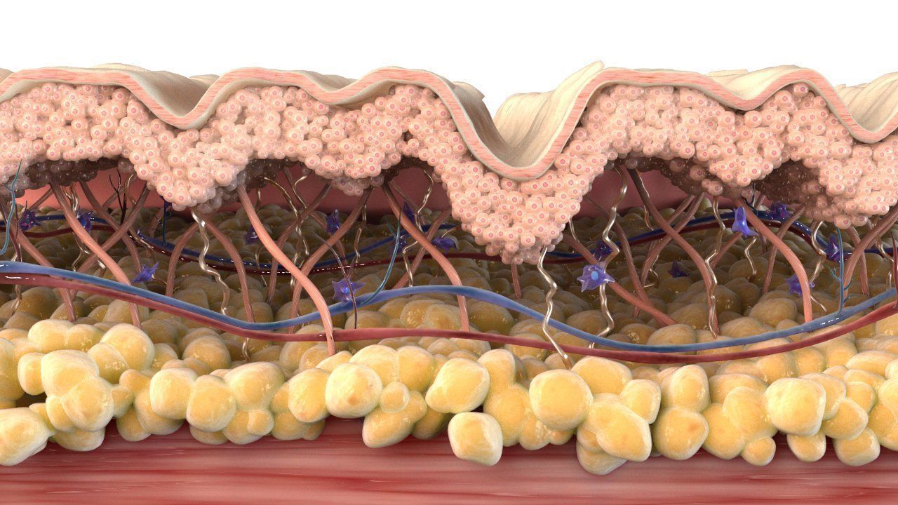 Skin Cross Section Wrinkled 3D model_1