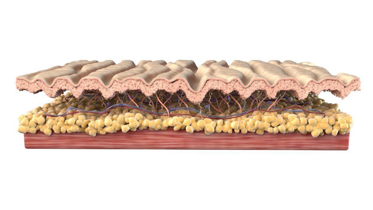 Skin Cross Section Wrinkled 3D model_3