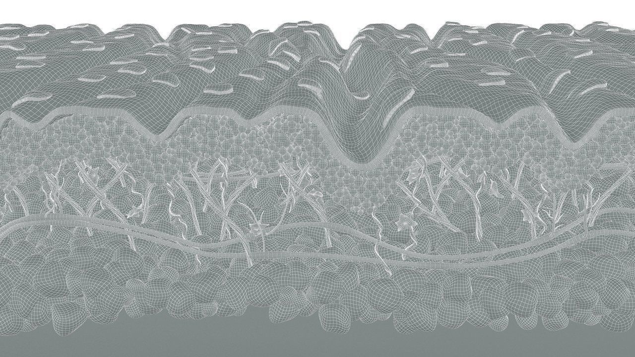 Skin Cross Section Wrinkled 3D model_8