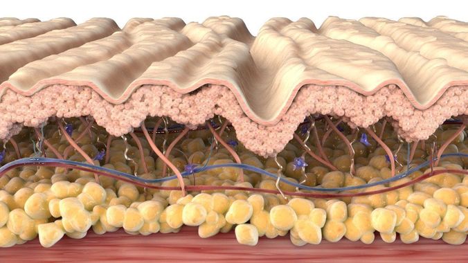 Skin Cross Section Wrinkled 3D model