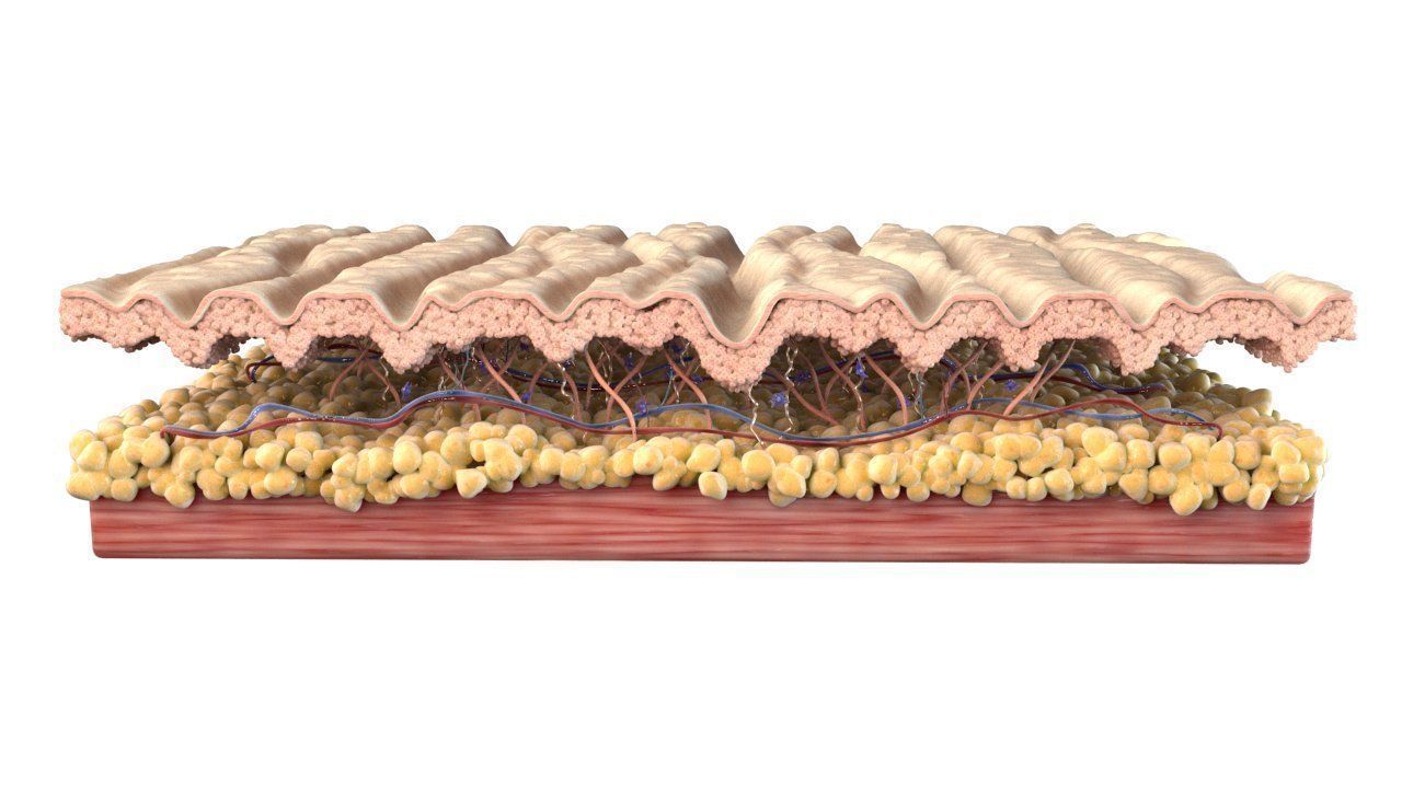 Skin Cross Section Wrinkled 3D model_2