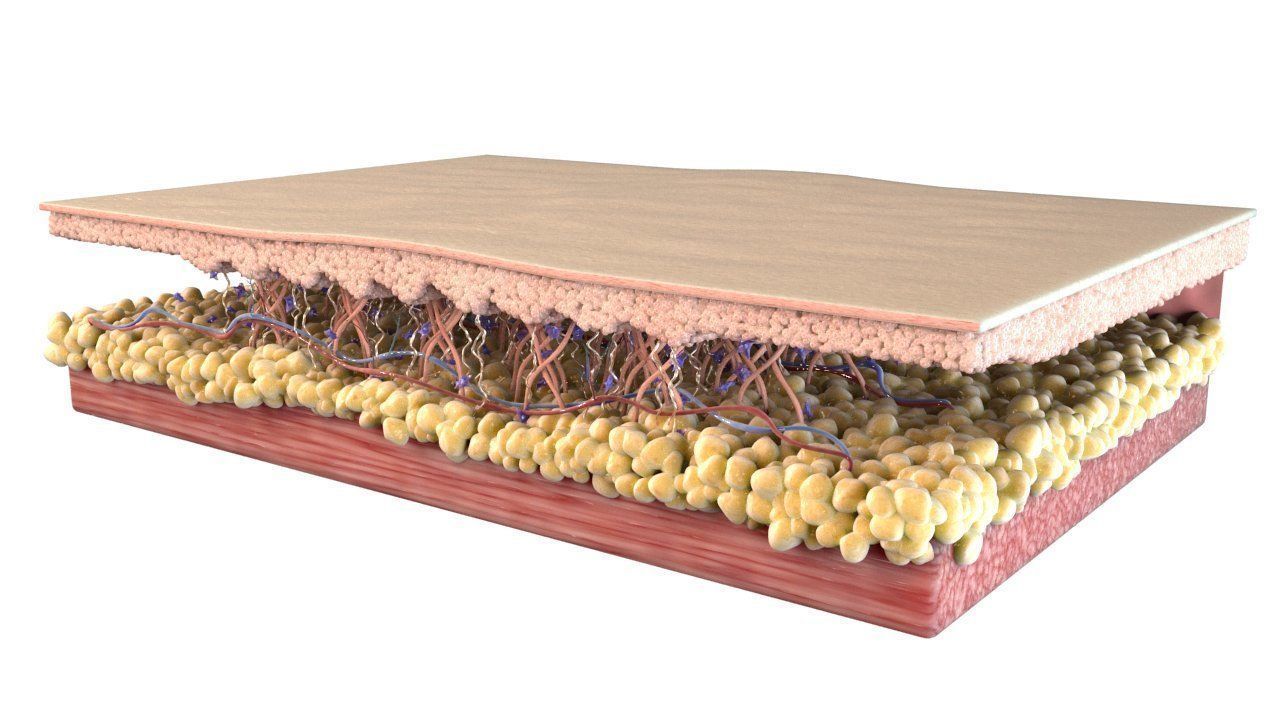 Skin Cross Section 3D model_5
