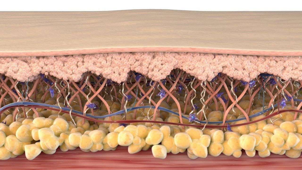 Skin Cross Section 3D model_1