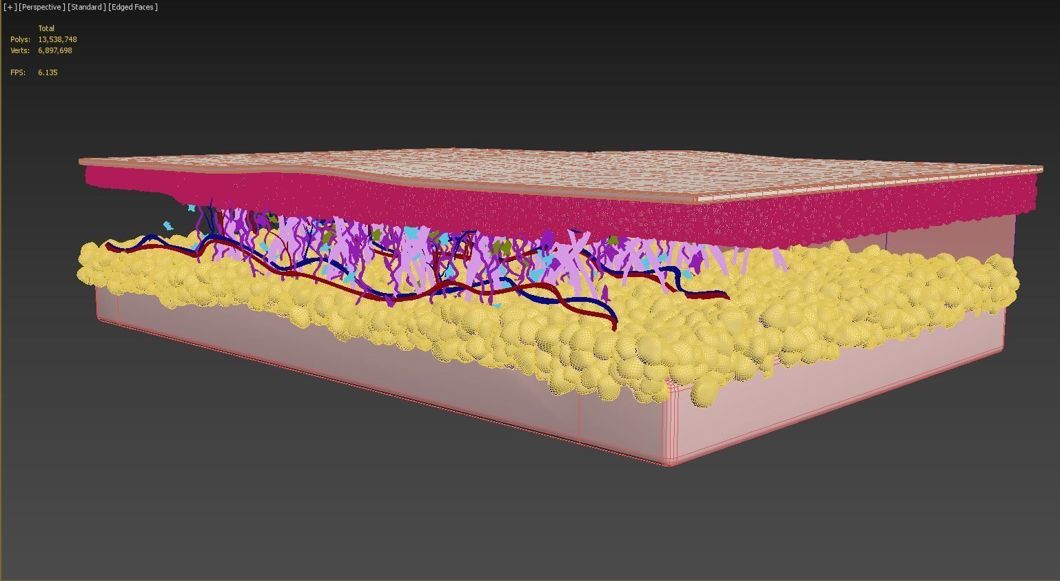 Skin Cross Section 3D model_12