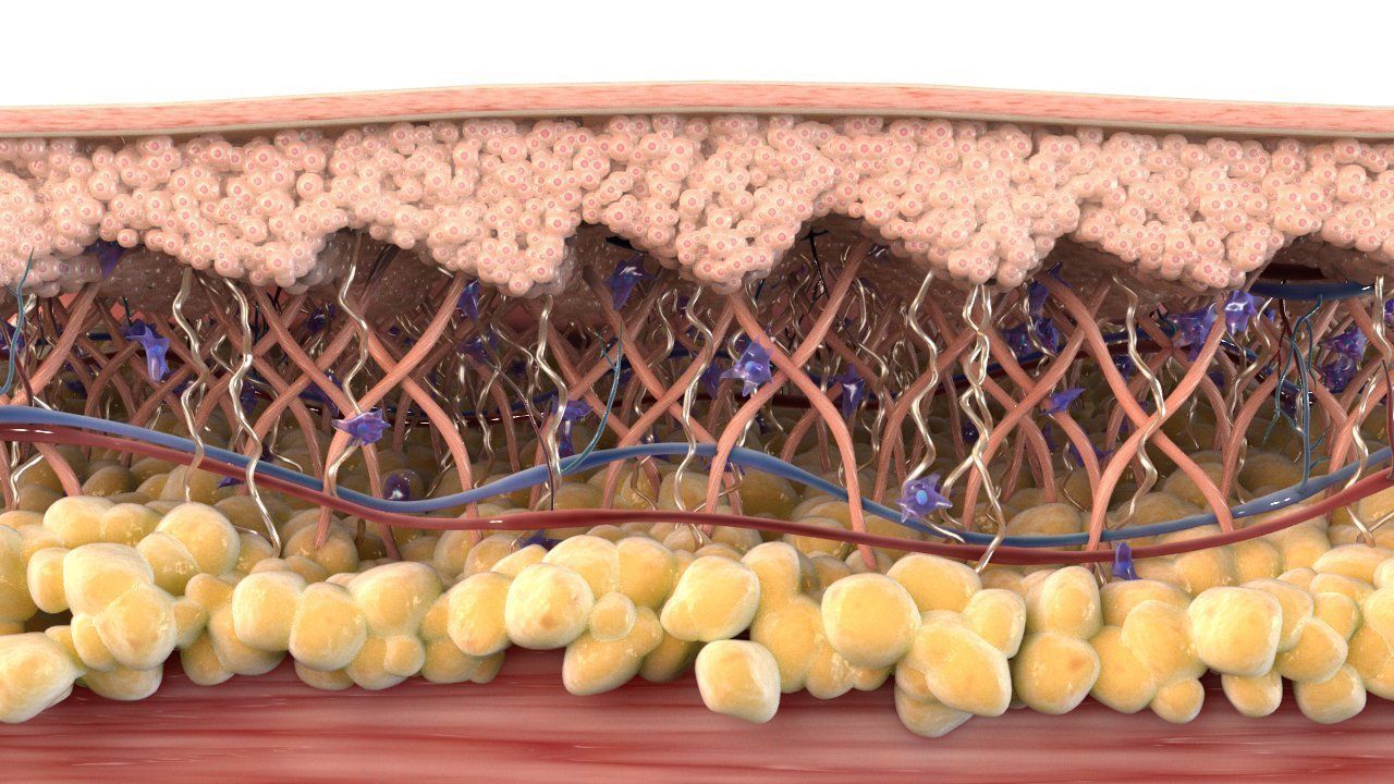 Skin Cross Section 3D model_2