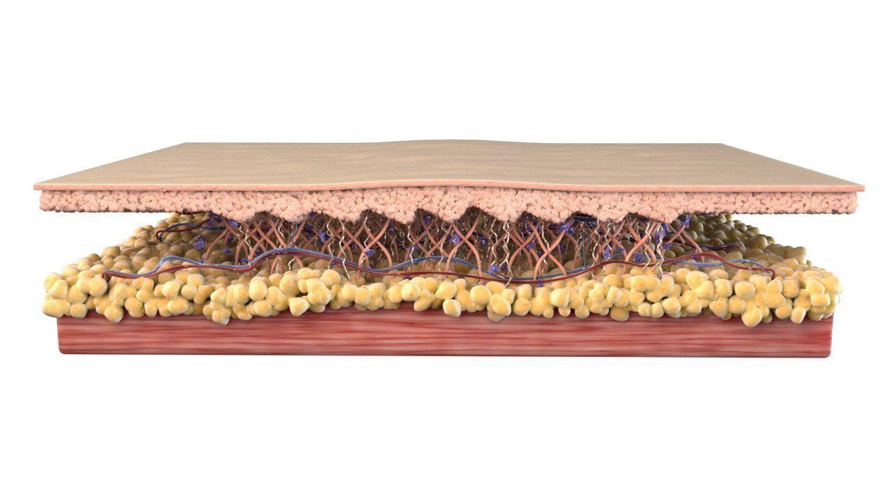 Skin Cross Section 3D model_3