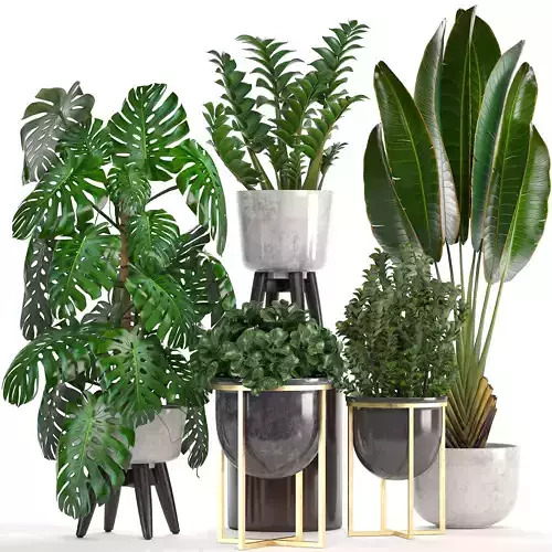Collection of ornamental plants in pots 3D model