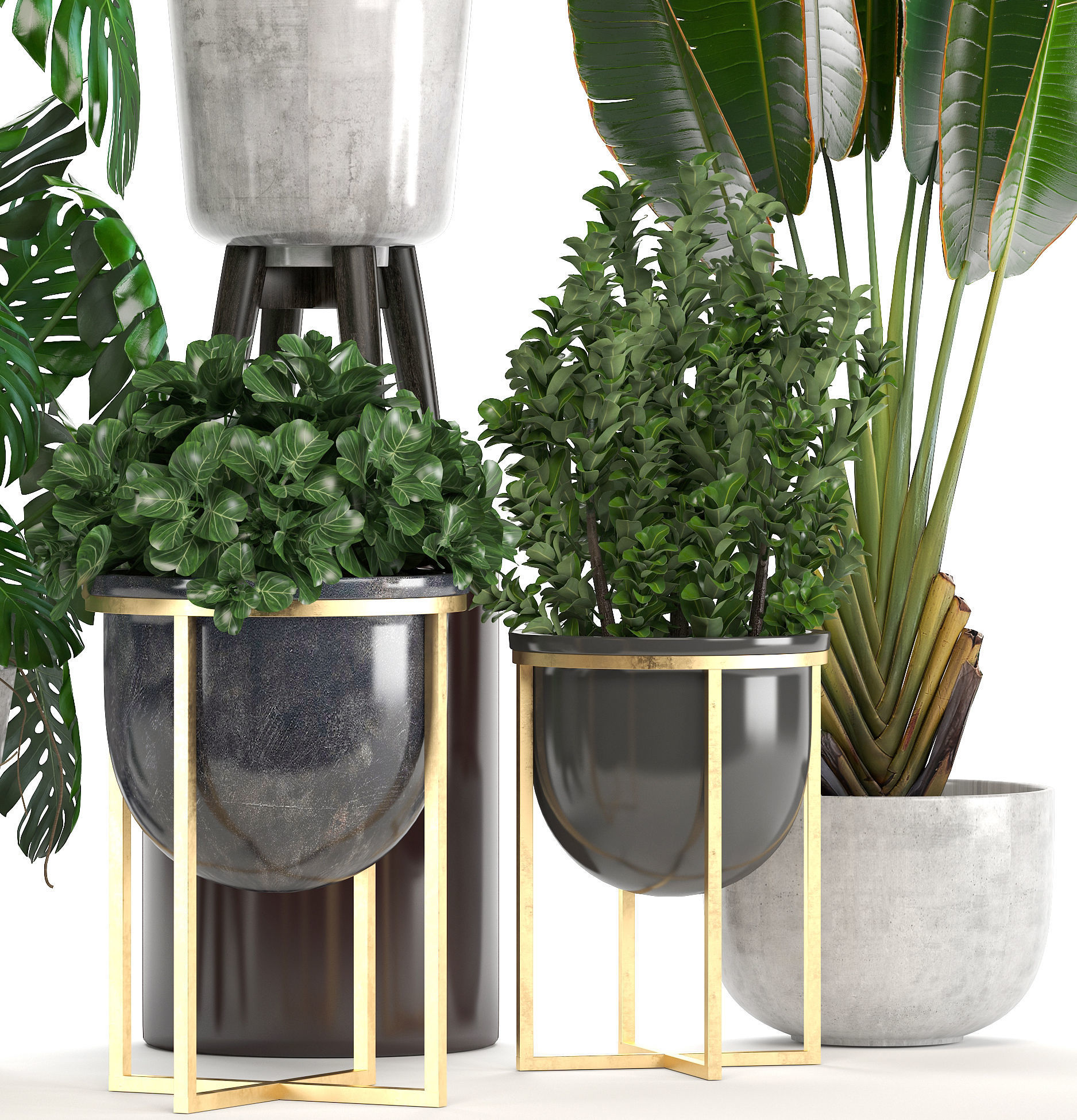 Collection of ornamental plants in pots 3D model_3